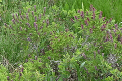 Amorpha nana