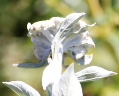 Helichrysum umbraculigerum