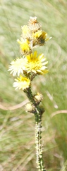 Berkheya rhapontica