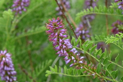 Amorpha nana