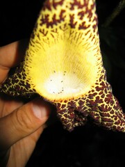 Aristolochia