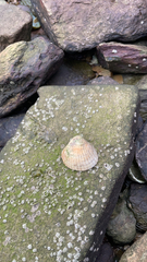 Cerastoderma edule