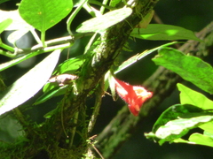 Nematanthus