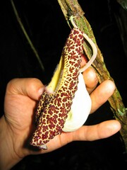 Aristolochia