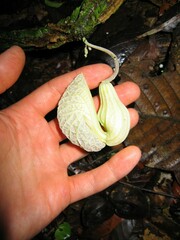 Aristolochia