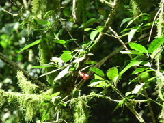 Nematanthus