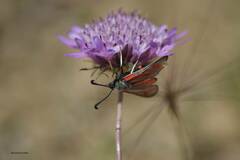 Sixalix atropurpurea