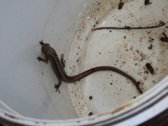 Psychosaura macrorhyncha