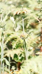 Leonotis ocymifolia