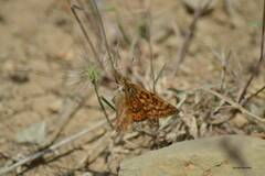 Euphydryas aurinia