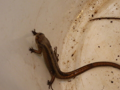 Psychosaura macrorhyncha