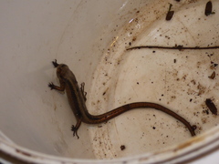 Psychosaura macrorhyncha