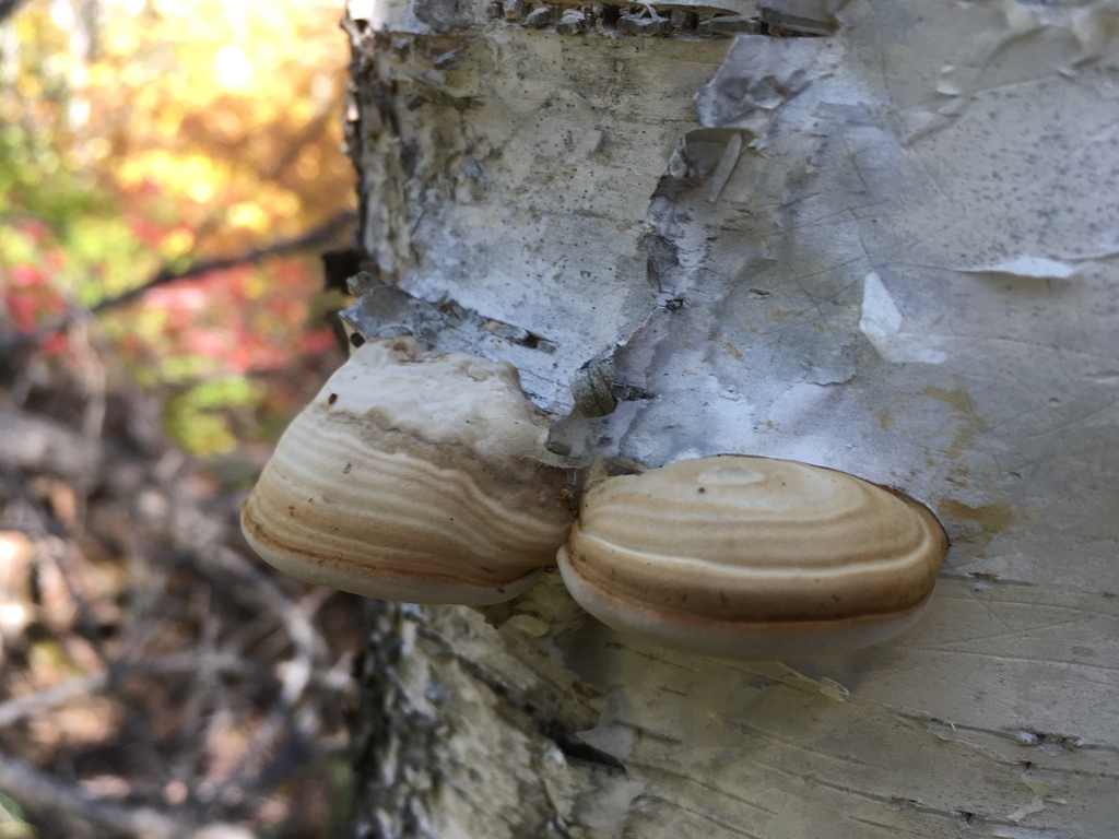 Fomes fomentarius · September 2018 · photo: © dschigel (iNaturalist, cc-by)