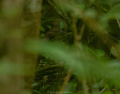 Crypturellus cinnamomeus