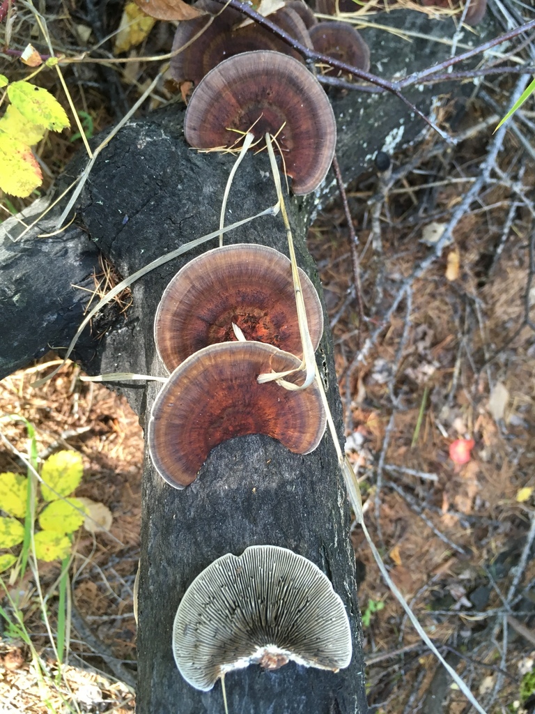 Daedaleopsis confragosa · September 2018 · photo: © dschigel (iNaturalist, cc-by)