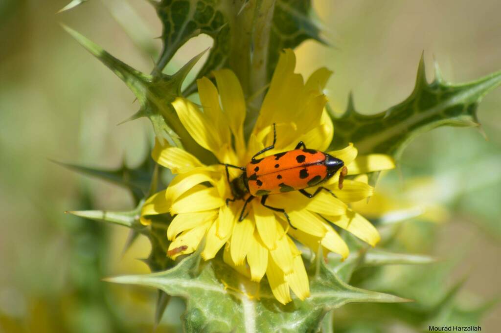 Croscherichia paykulli
