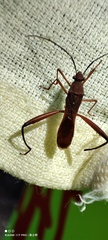 Riptortus linearis