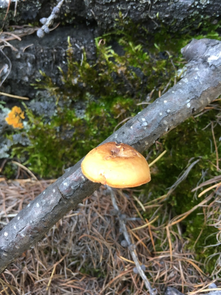 Lentinus brumalis · September 2018 · photo: © dschigel (iNaturalist, cc-by)