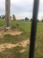 Lepus timidus hibernicus