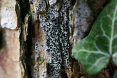 Opegrapha