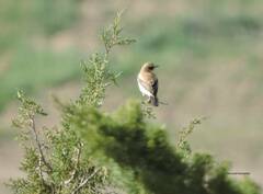 Oenanthe hispanica