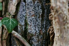 Opegrapha