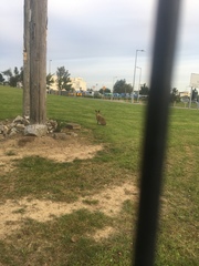 Lepus timidus hibernicus