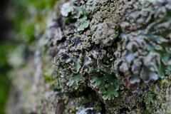 Lichenochora weillii