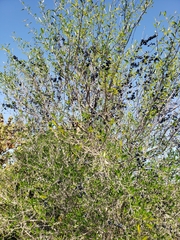 Forestiera