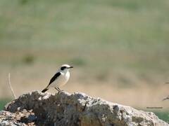 Oenanthe hispanica