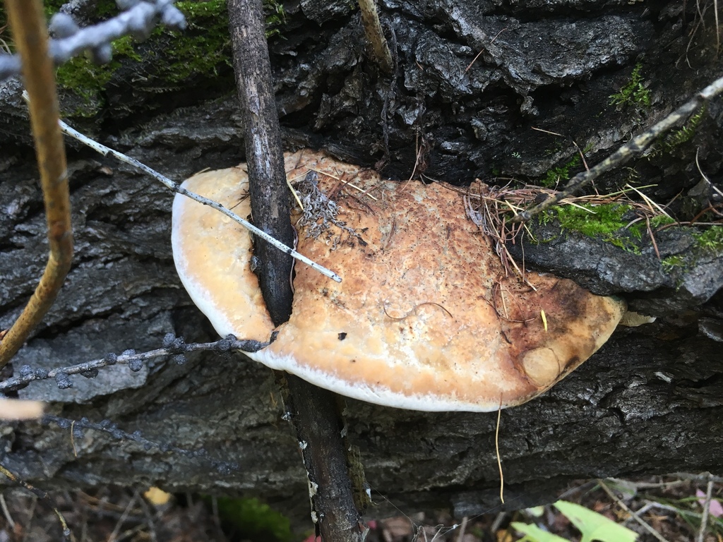 Haploporus odorus