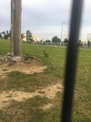 Lepus timidus hibernicus