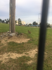 Lepus timidus hibernicus