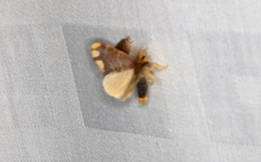 Orvasca subnotata
