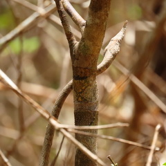 Langaha madagascariensis
