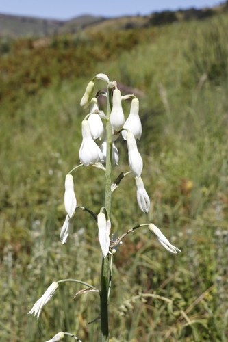 Image of Ornithogalum candicans by (c) Tony Rebelo, some rights reserved (CC BY-SA)