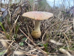 Amanita persicina