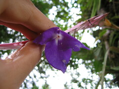 Wallisia pretiosa
