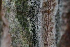 Alyxoria varia