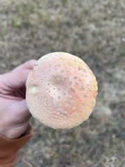 Amanita persicina