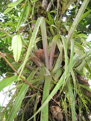 Wallisia pretiosa