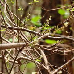 Langaha madagascariensis