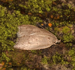 Scythropiodes