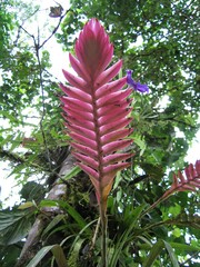 Wallisia pretiosa