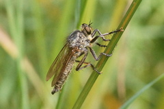 Eutolmus rufibarbis