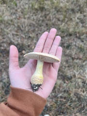 Amanita persicina