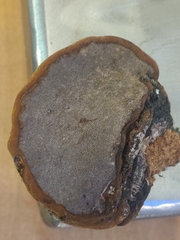 Fomes fomentarius