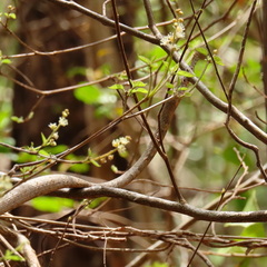 Langaha madagascariensis