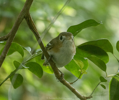 Vireo bairdi