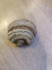 Fomes fomentarius